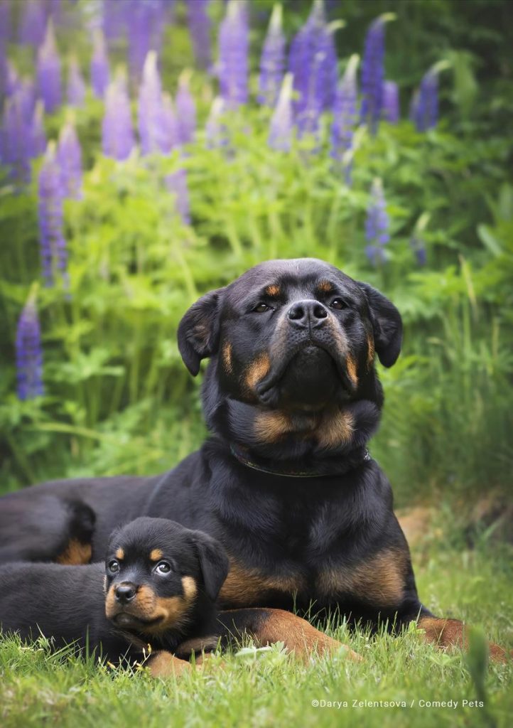 Concurso Elege Melhores Fotos Engra Adas De Pets Veja Finalistas