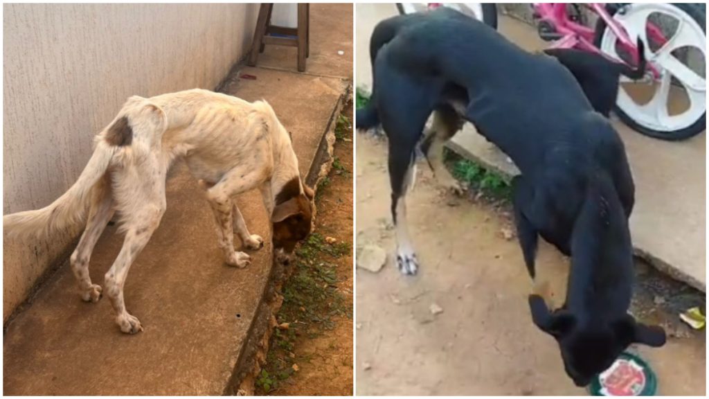 Casal é preso em Minas Gerais suspeito de mau tratos contra cães