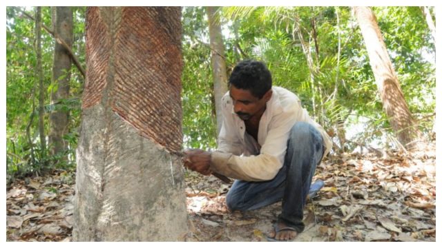 Bolsa Verde: Conheça O Programa Que Paga Quem Cuida Da Natureza | Bhaz ...