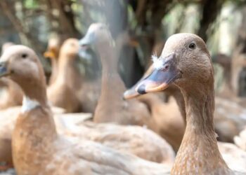 foie gras