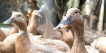 foie gras