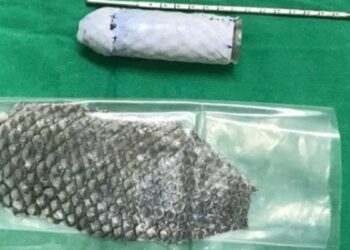 pele de tilapia