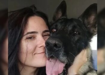 Veterinária senado federal com pastor-belga