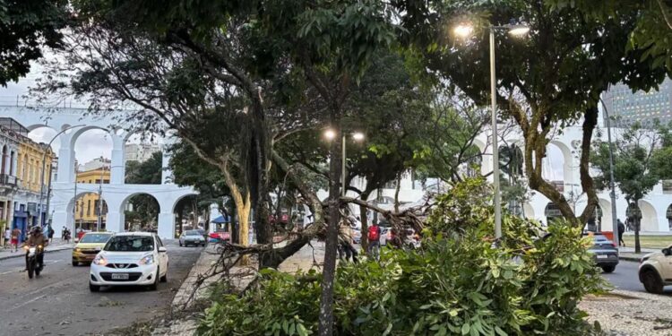queda de árvore Rio de Janeiro