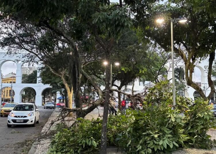 queda de árvore Rio de Janeiro
