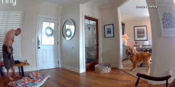 golden retrivier com ladrão