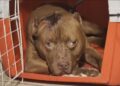 Pittbull rio de janeiro