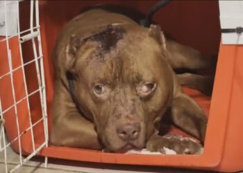 Pittbull rio de janeiro