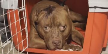 Pittbull rio de janeiro