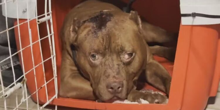 Pittbull rio de janeiro