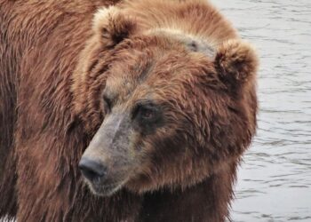 urso sibéria