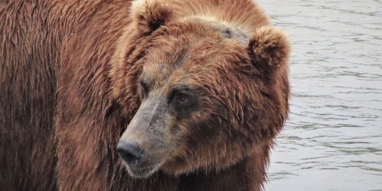 urso sibéria