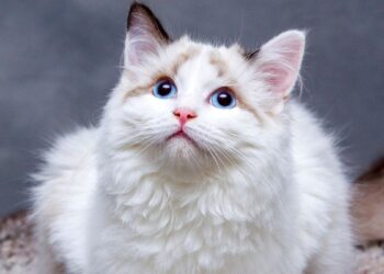 gato