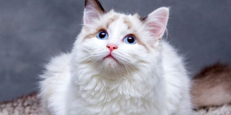 gato