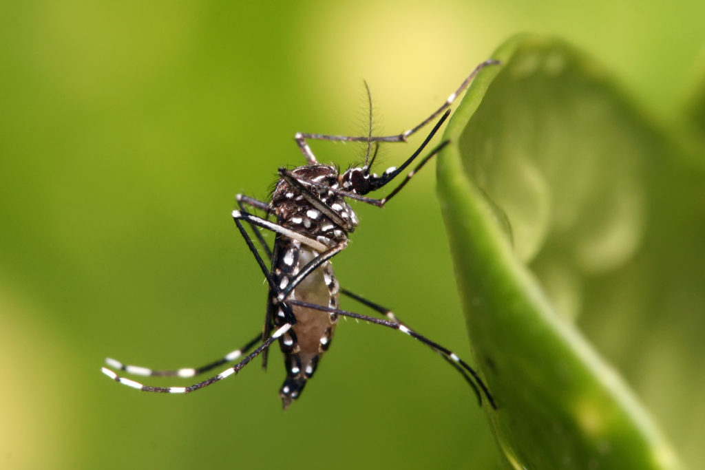 Técnica Wolbachia será expandida em BH