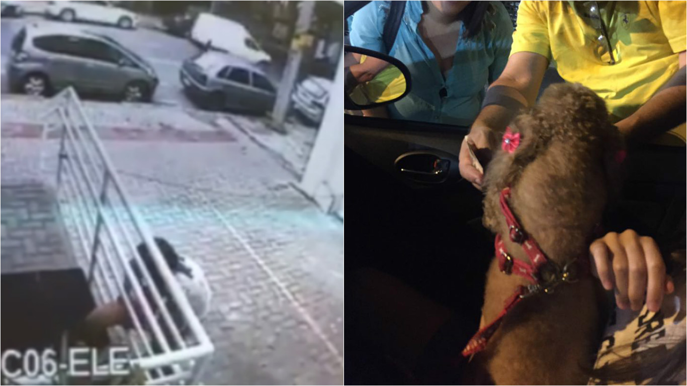 cachorrinha roubada na porta de drogaria na Savassi
