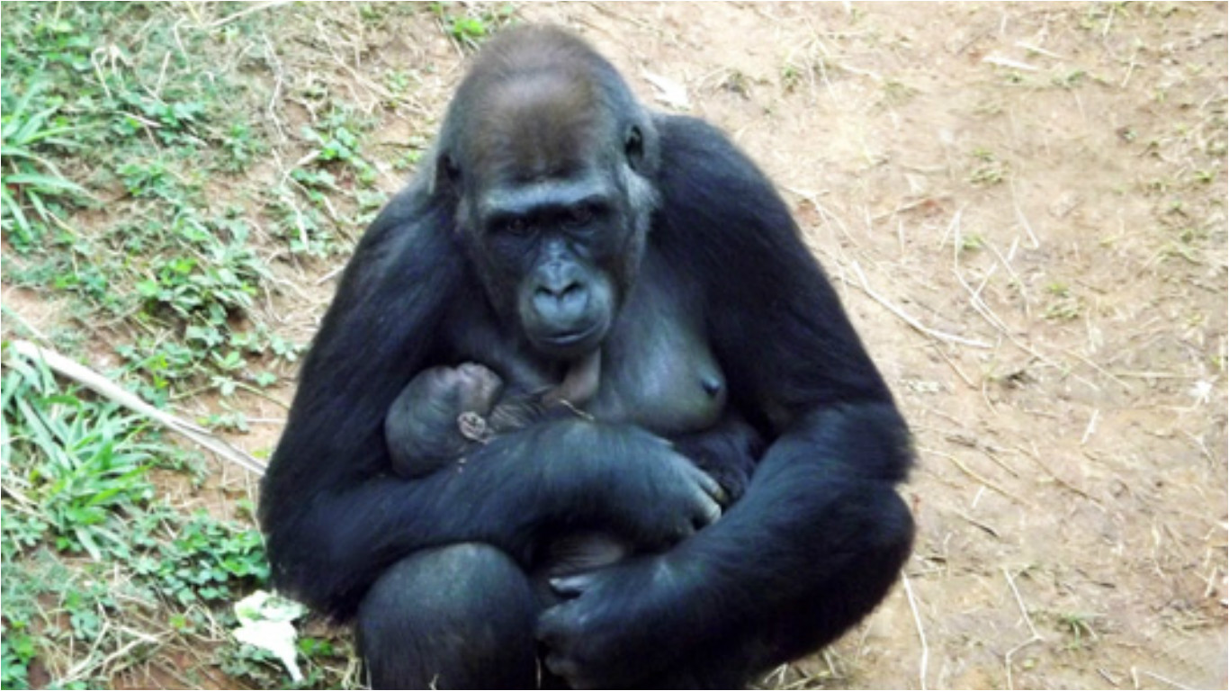 gorila grávida