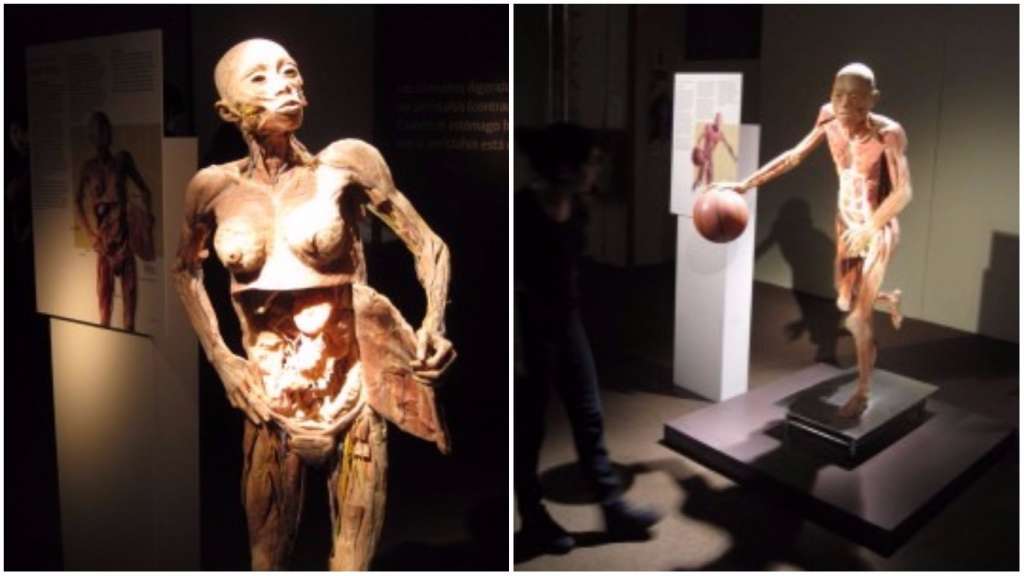 fantástico corpo humano
