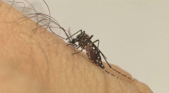Aedes aegypti é o transmissor da dengue e deve-se evitar água parada (Divulgação/Fiocruz)