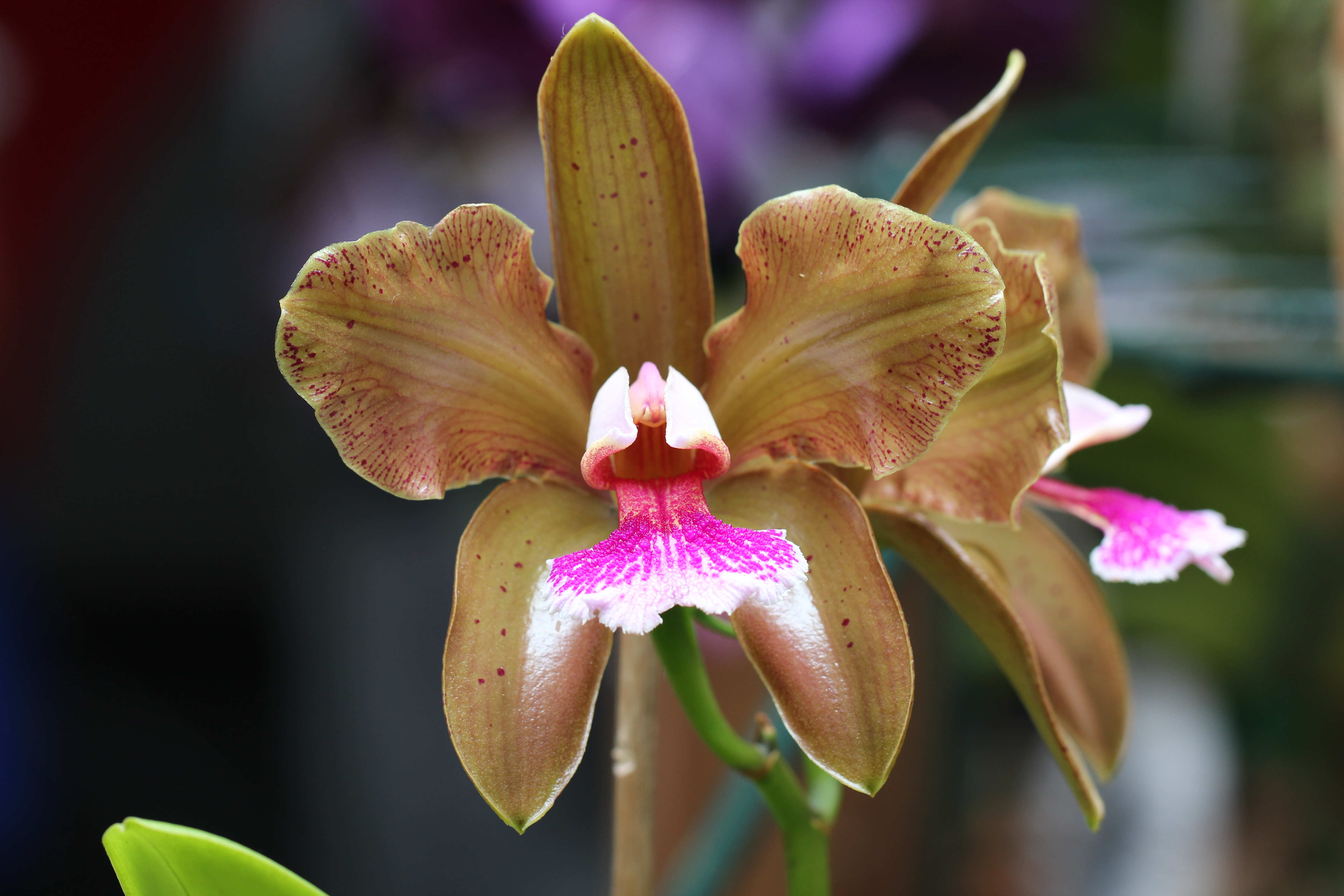 BH recebe Feira Nacional de Orquídeas com mais de 50 mil tipos