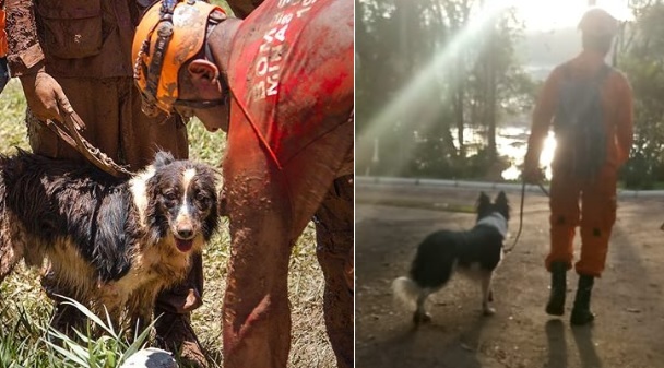 VÍDEO: Bombeiro que trabalhou em Brumadinho mostra resgate emocionante de  cão