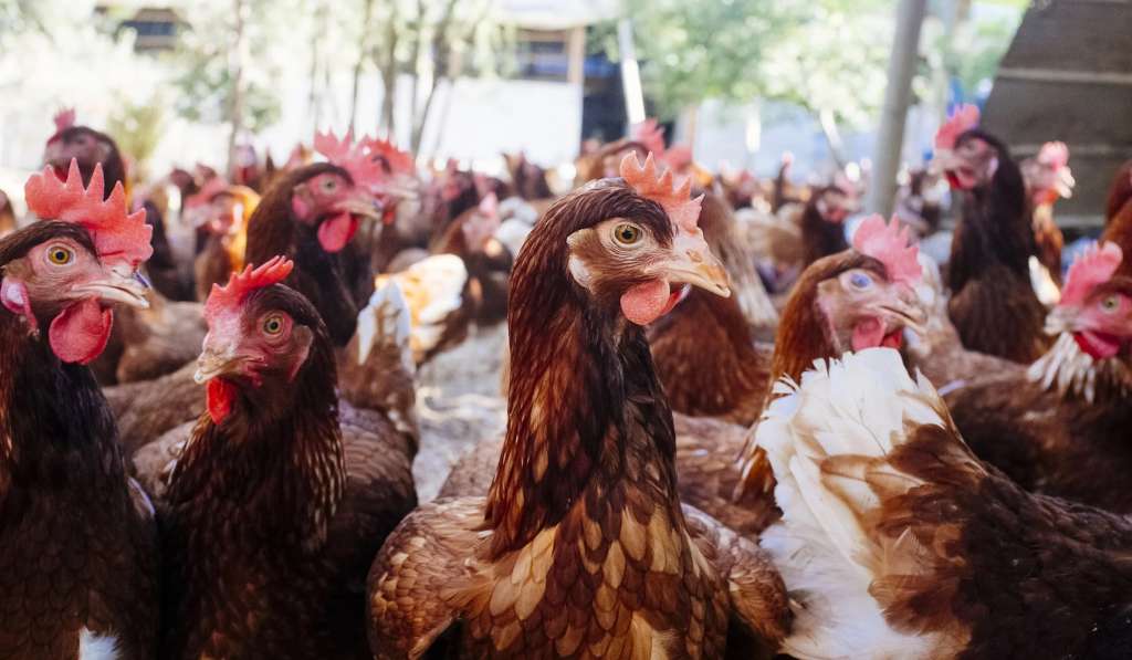 O TJMG responsabilizou a Cemig por morte de milhares de aves de empresa da agroindústria após quedas de energia sucessivas.