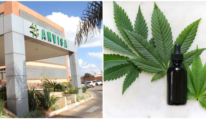 Anvisa Aprova Regulamentação De Produtos à Base De Cannabis