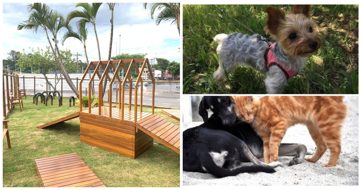 Pet Parque é atração para animais de estimação se divertirem de maneira  gratuita no Shopping Aricanduva