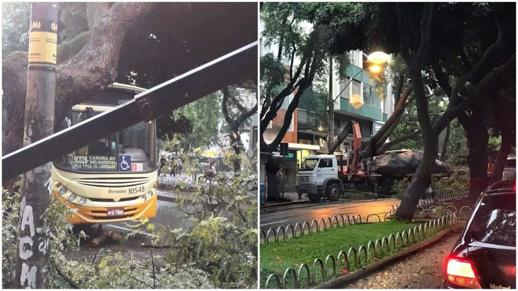 Ônibus é atingido por árvore de grande porte na Savassi