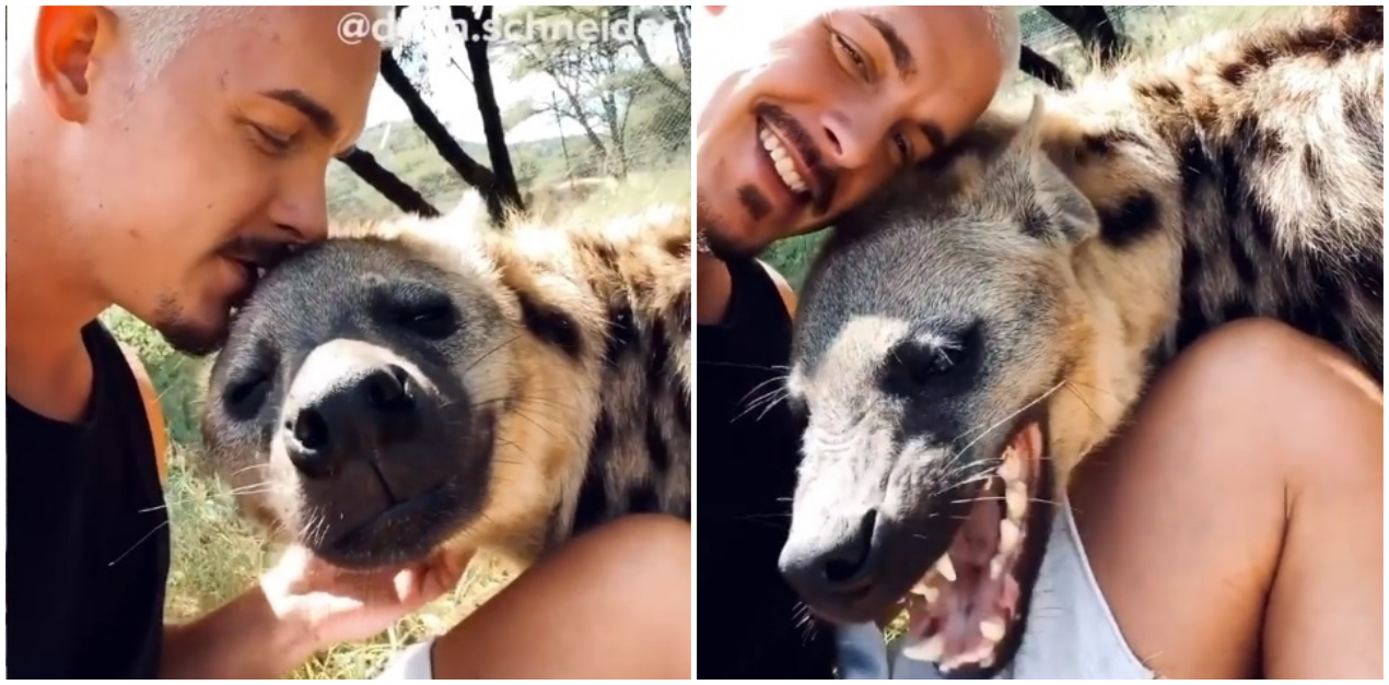 hiena fica feliz em reencontrar cuidador