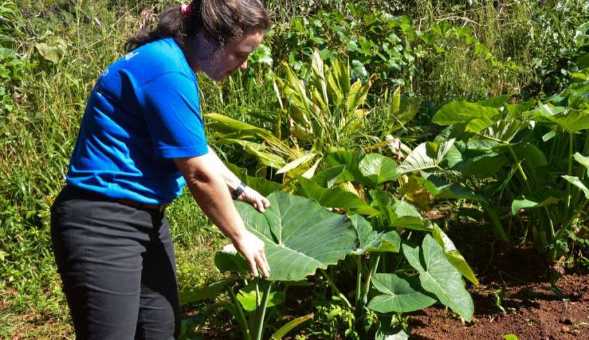 curso de graca agroecologia