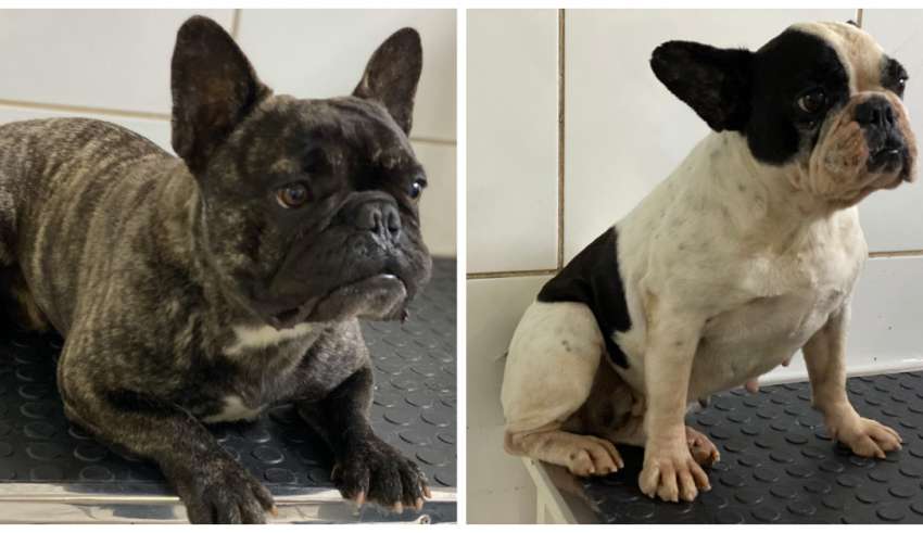 cães disponíveis para adoção
