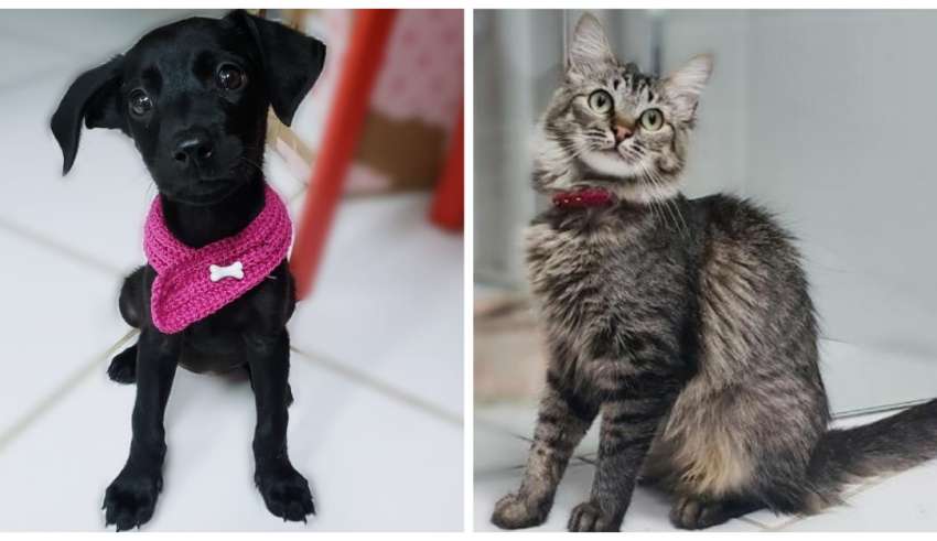 feira de adoção de cães e gatos em BH