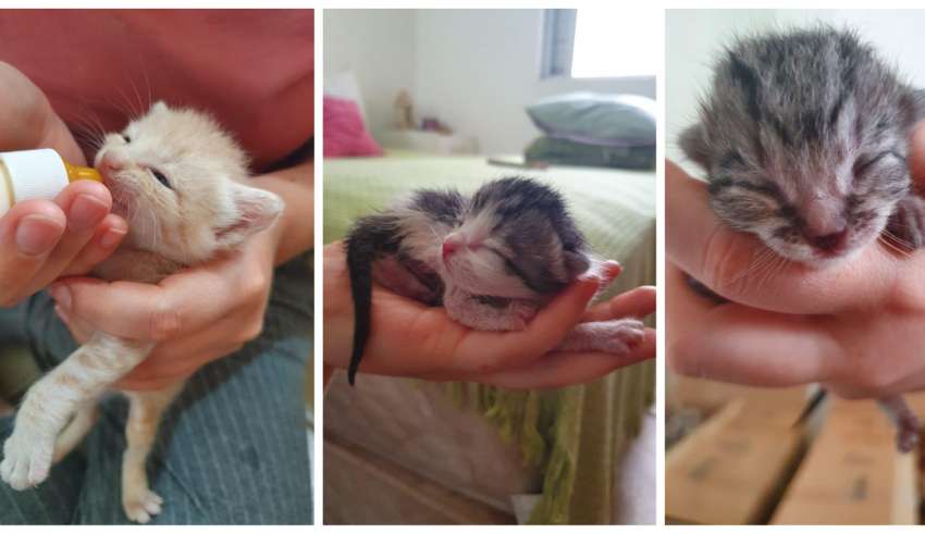 Gatinhos abandonados durante as chuvas esperam adoção