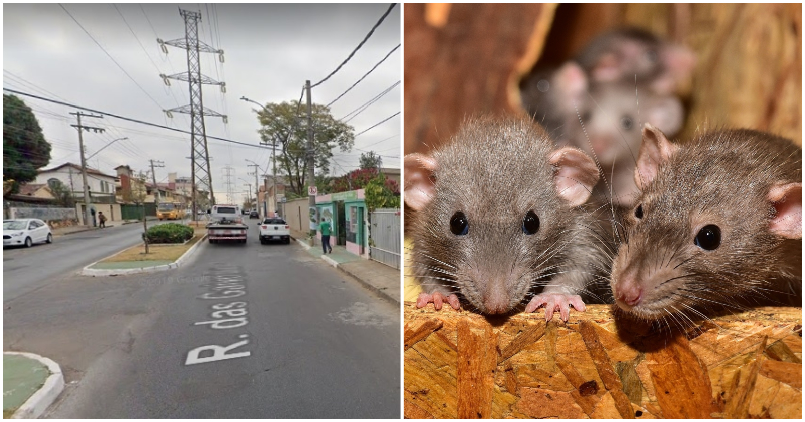 Infestação de ratos em Nova Iorque preocupa e afeta turismo e saúde