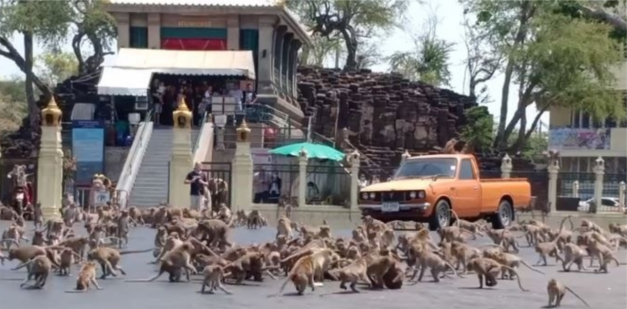 macacos dominam cidade após coronavírus