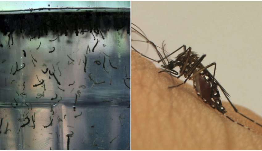 minas morte dengue