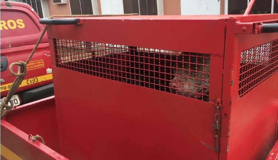 pitbulls capturados barreiro