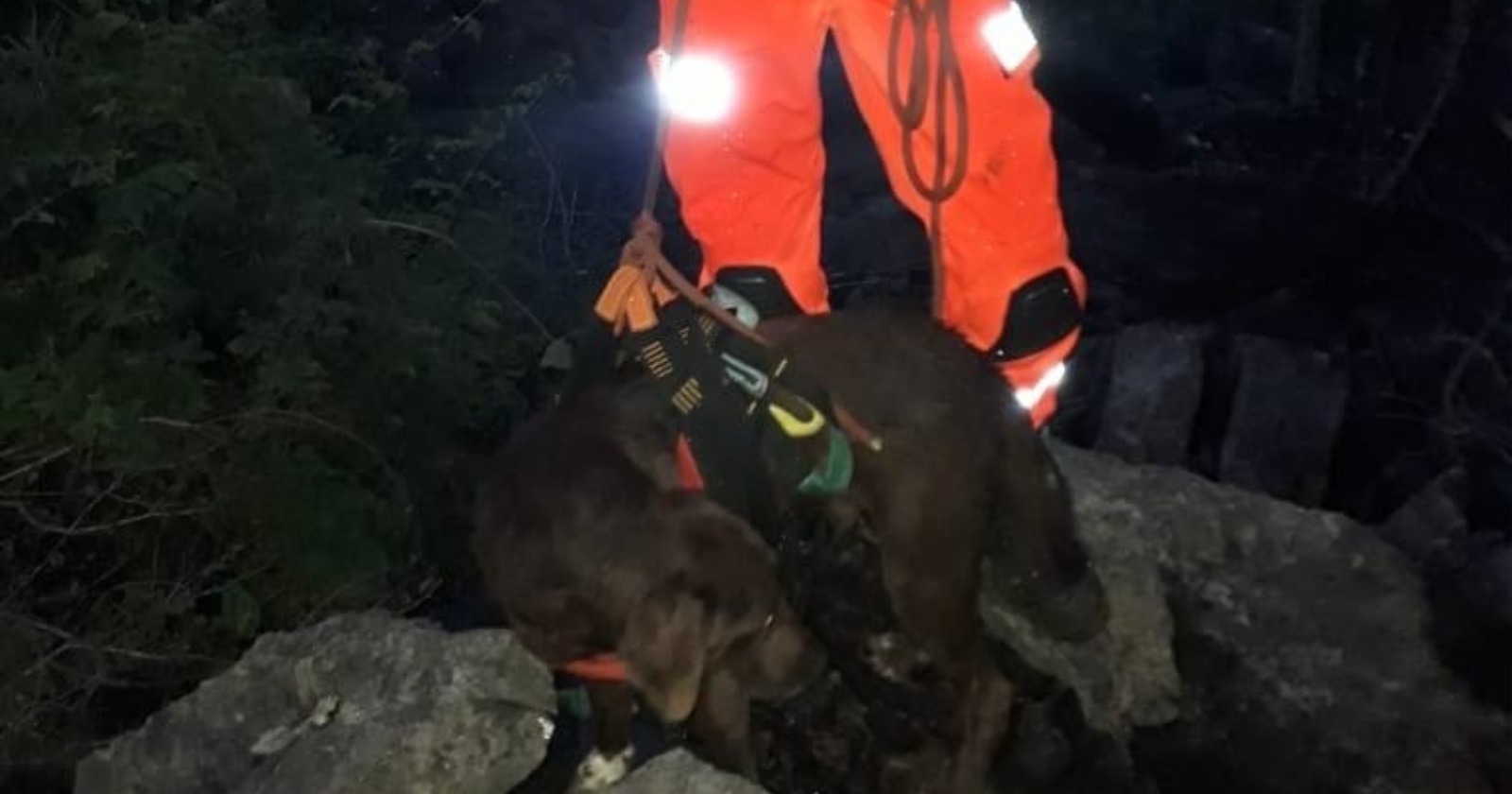 cãozinho resgatado por bombeiros após quatro dias preso