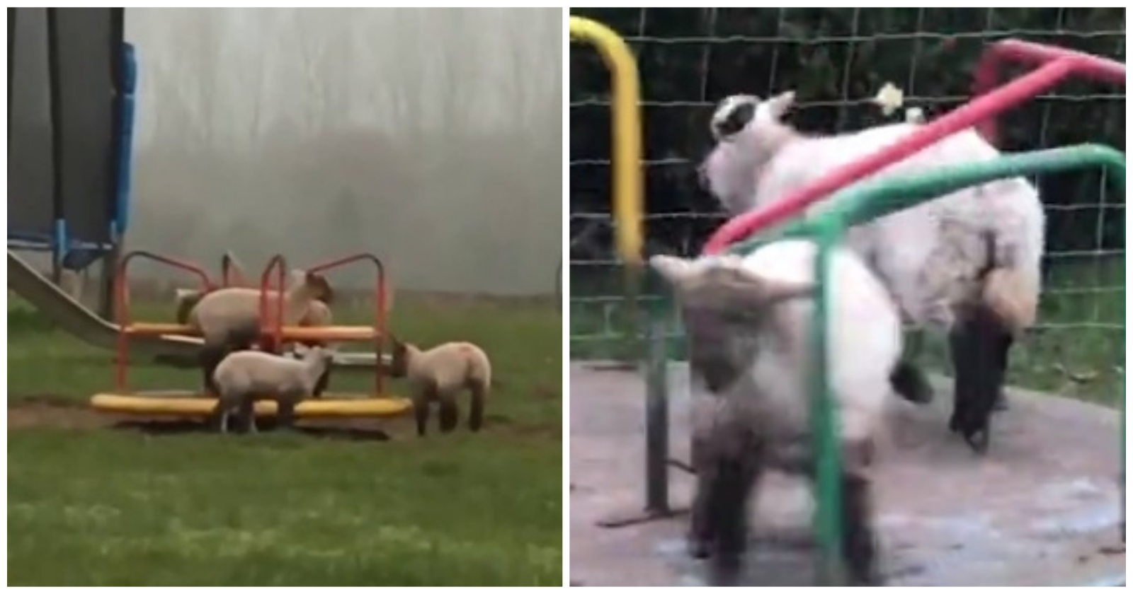 ovelhas brincam em parquinho vazio