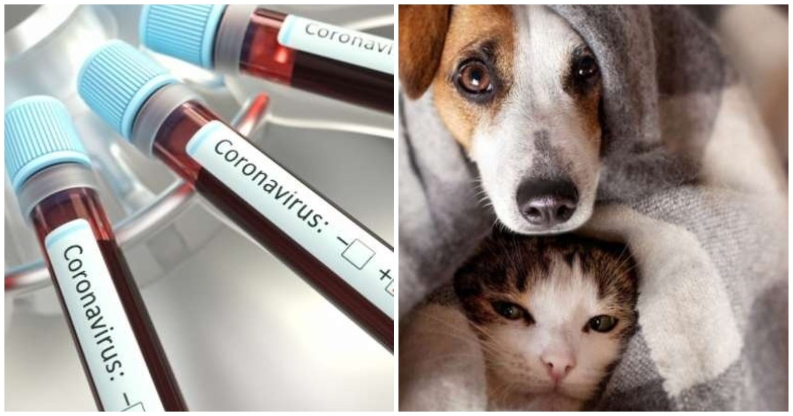 coronavirus animais nao precisam de teste