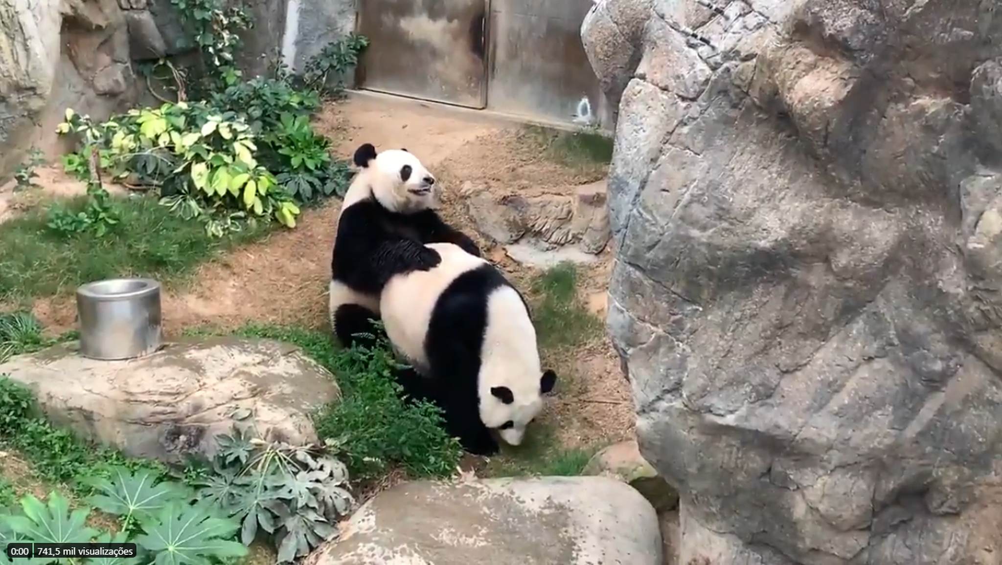 pandas acasalam