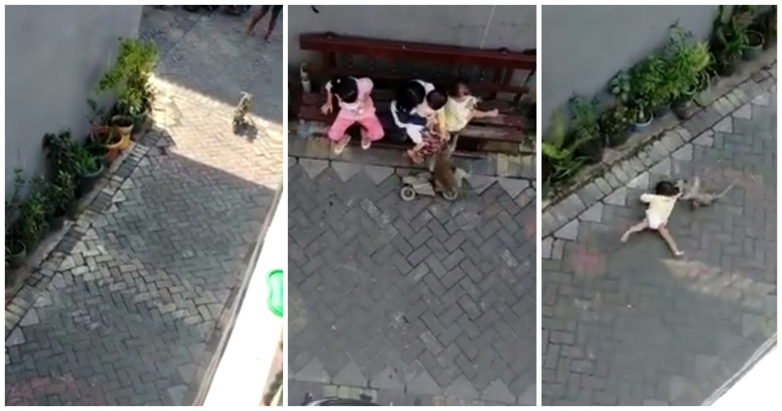 video macaco ataca menina