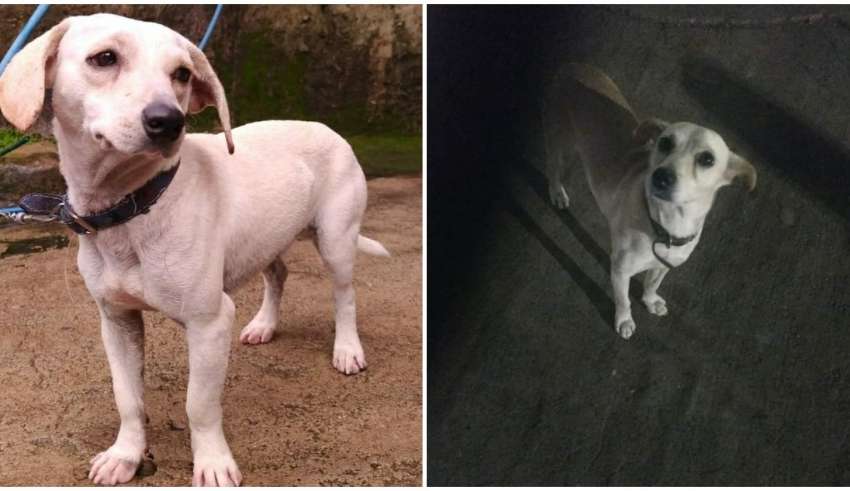 cachorro perdido