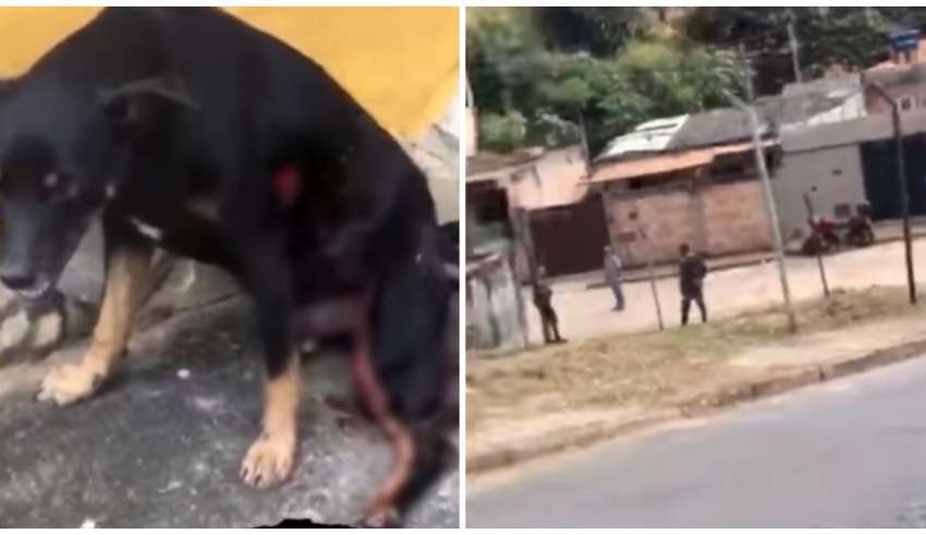 militares atiram cachorro contagem