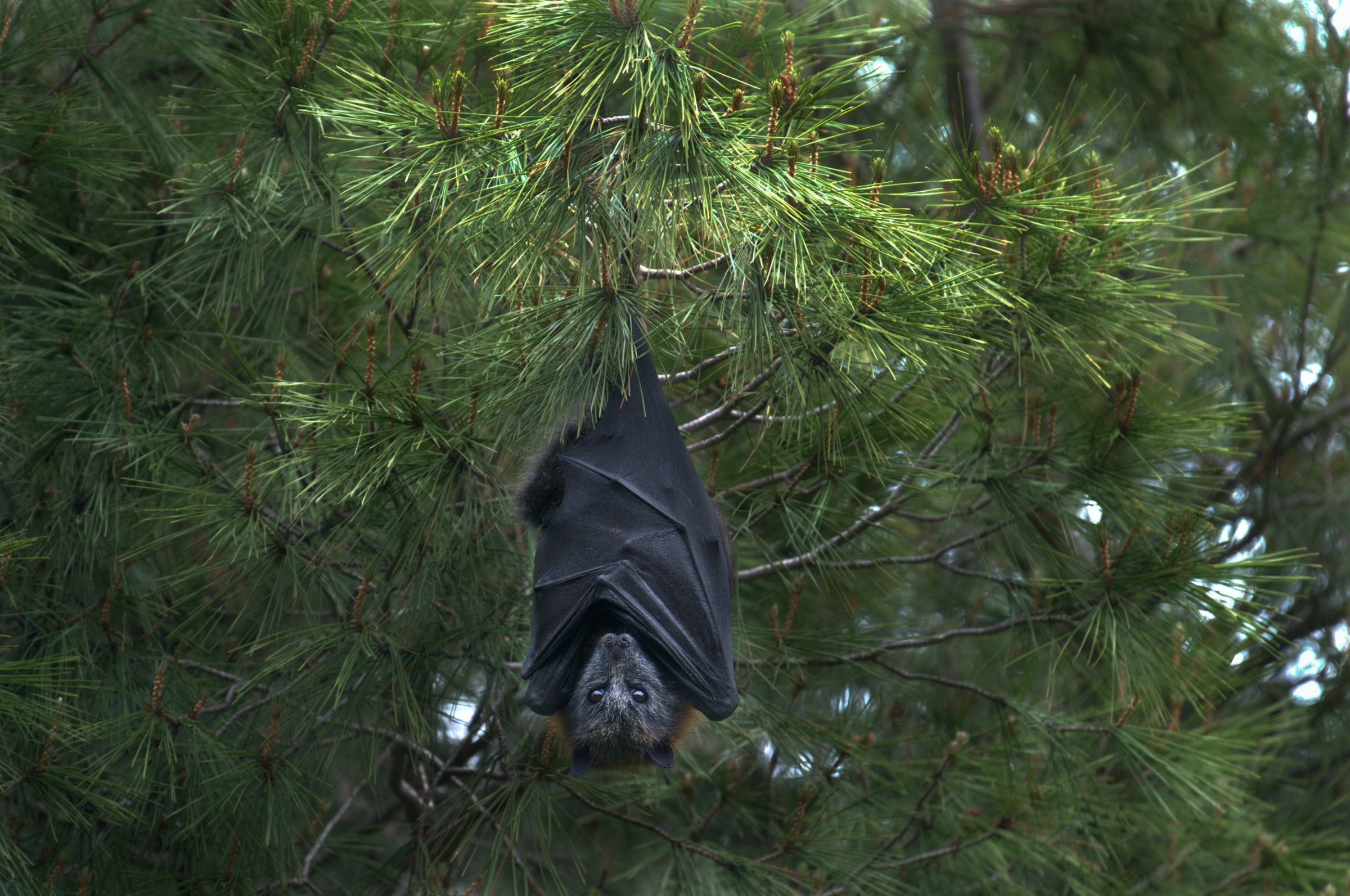 raiva mordida morcego