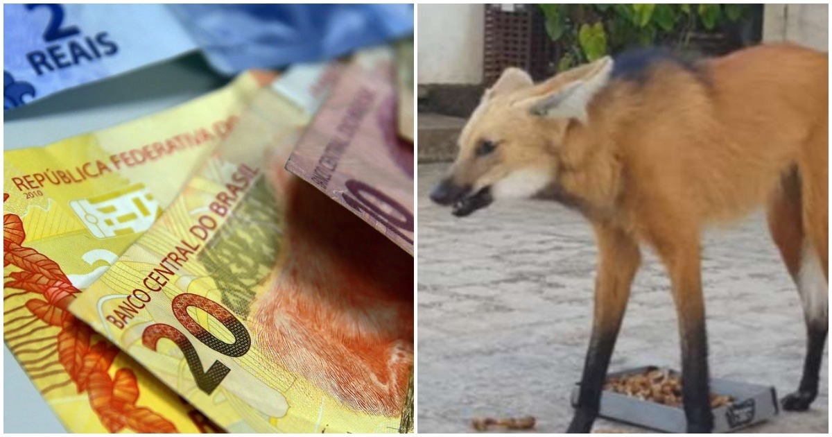 Lançada nota de R$ 200 reais com lobo-guará estampado na cédula