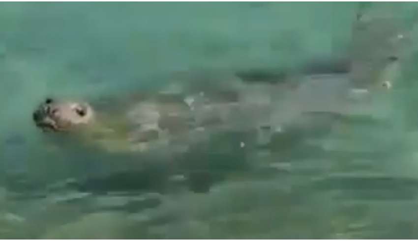 elefante marinho rio