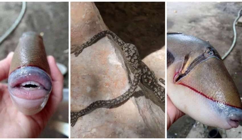 animais bizarros caracteristicas humanas