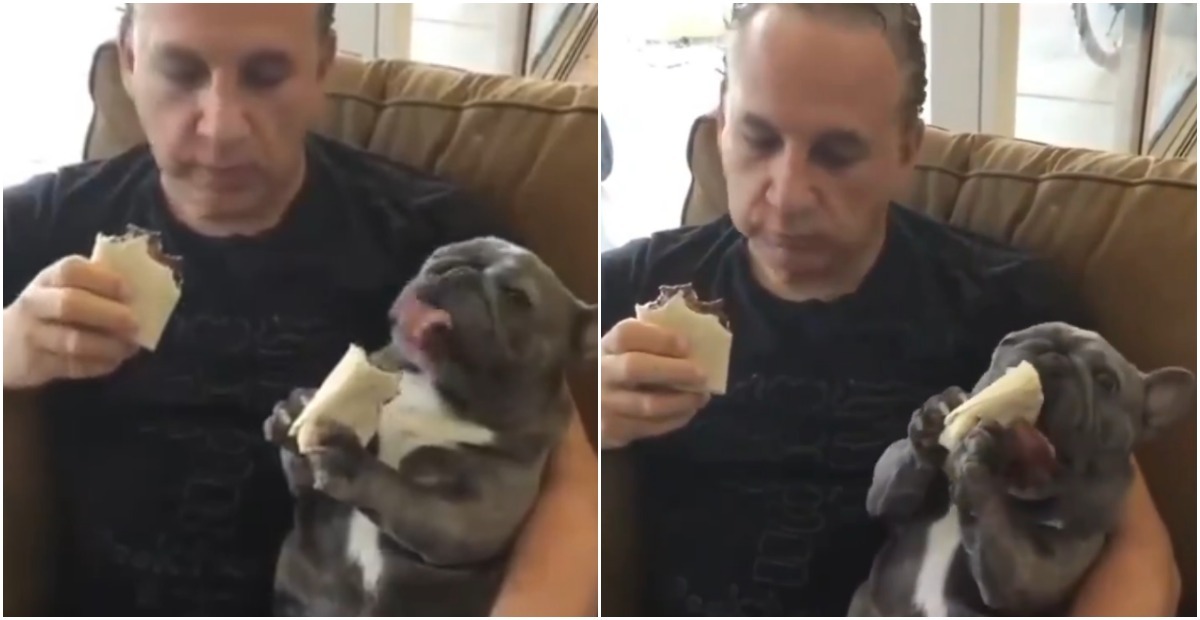 bulldog comendo burrito